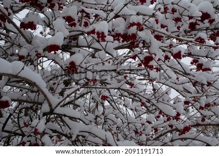 Snow on the branches of the Rowan tree. Snow-covered red berries. Beautiful winter landscape.