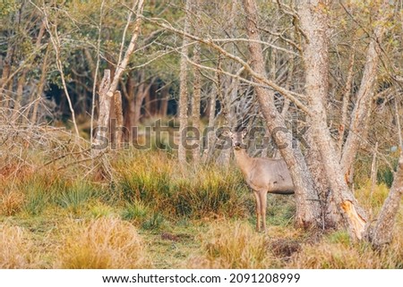 Majestic red deer in autumn fall forest. Animals in natural environment, beauty in nature.