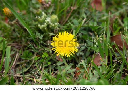 Dandelion in the grass. Yellow dandelion flower. Green grass. Close-up. Spring Green.
