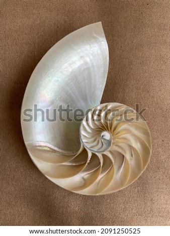 nautilus shell symmetry Fibonacci half cross section spiral golden ratio structure growth close up ( pompilius nautilus ) peach coral tones stock, photo, photograph, image, picture