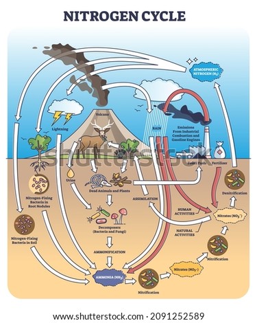 Nitrogen or N2 cycle with sources and circulation in earth outline diagram. Labeled educational arrow scheme with biochemical gas exchange process vector illustration. Climate ecosystem balance model.