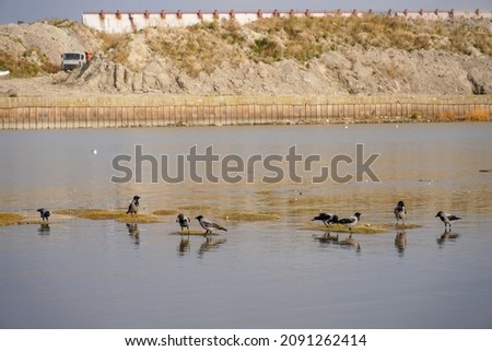Birds crows in a large puddle on the shallows. Gulf or lake. construction in progress in the background . High quality photo