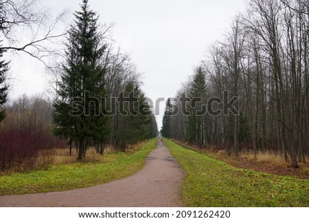 lonely man on a very long straight road path walkway in an autumn park with yellow leaves and puddles. Babolovsky Park in Pushkin city near Saint-Petersburg. High quality photo