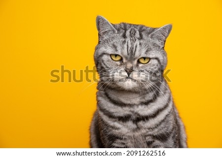 silver tabby british shorthair cat portrait looking serious or angry on yellow background with copy space Royalty-Free Stock Photo #2091262516