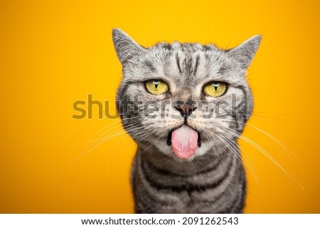funny silver tabby british shorthair cat making funny face sticking out tongue looking at camera on yellow background with copy space Royalty-Free Stock Photo #2091262543