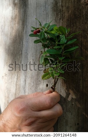 The male hand holds a bouquet of lingonberry on a dry pine trunk background. Shadows and sun in the woods. Vertical image.