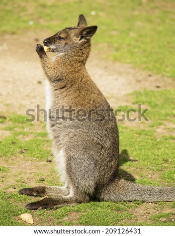 Cute wallaby eating on the grass.