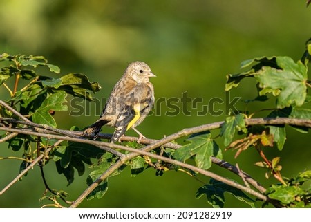 A juvenile goldfinch (Carduelis carduelis) perched in a tree in the Beddington Farmlands nature reserve in Sutton, London. Royalty-Free Stock Photo #2091282919