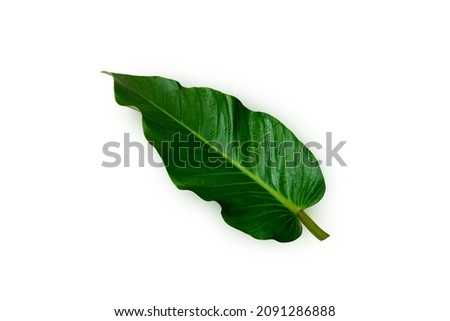 Closeup, Tropical green leaf isolated on white background for design or stock photos, summer plant, single flora