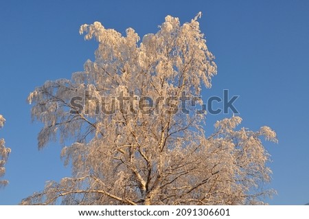 Snow covered birch tree on blu sky background in sunny day