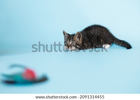 small funny tabby kitten in blue background play with feathers