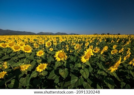 
Popular sunflowers are planted as ornamental plants, sunflowers are planted together densely into a sunflower field.