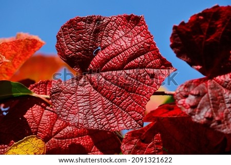 View of vitis coignetiae leaves in october garden Royalty-Free Stock Photo #2091321622