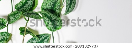 Scindapsus pictus green heart-shaped leaves on white background, close up. Satin Pothos vigorous plant.  Philodendron Silver green foliage with silvery reflective variegation.  Banner.