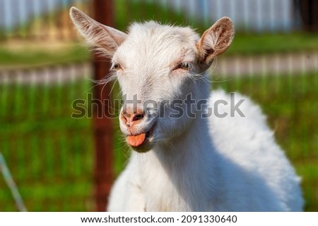 White goat with a protruding tongue on a farm near the fence