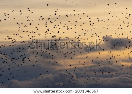 Flocks of Starlings at sunset
