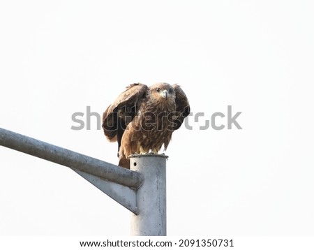 INDIAN eagle sitting in street light post 