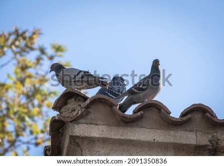 pigeons perched on tile roof Royalty-Free Stock Photo #2091350836