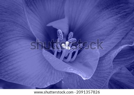 Amaryllis flower in Very peri color toned. Amaryllis or Hippeastrum bloom in Trendy color 2022 year. Modern pastel monochrome background.  Abstract blue nature backdrop. 