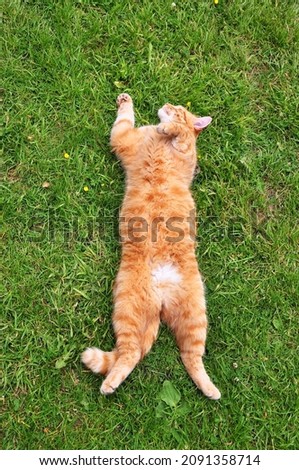 A ginger cat lying on its back on the grass