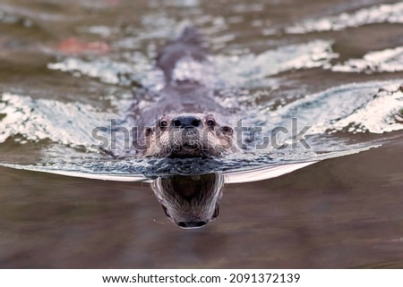 North American River Otter (Lontra canadensis) swimming towards camera