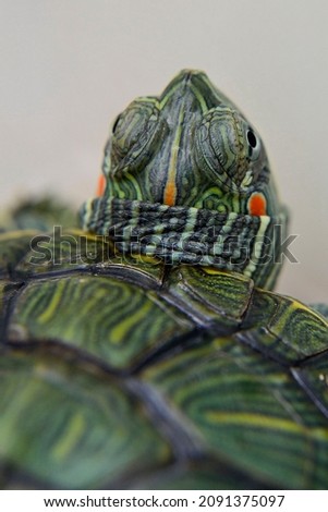 RES Red-eared slider Brazilian turtle