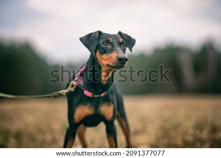 Portrait of a handsome thoroughbred German Pinscher in the field. Royalty-Free Stock Photo #2091377077