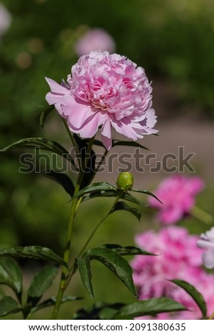 Beautiful pink peonies on a bush in the garden.