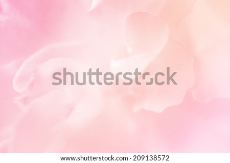 light pink roses in soft color and blur style for background                