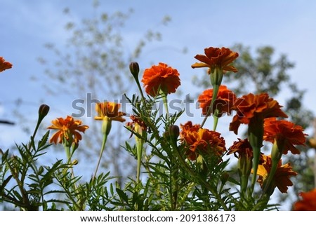 Blooming marigolds against the blue sky. Amazingly beautiful summer horizontal photography.