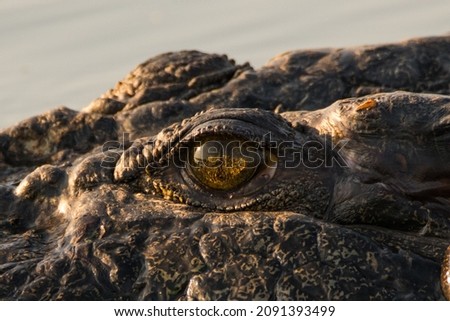 Close up of an Australian saltwater crocodile. Royalty-Free Stock Photo #2091393499