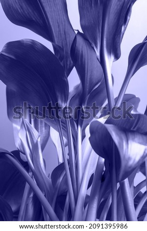 Stems of the houseplant Eucharis toned main trendy Color Of The Year 2022 - Very Peri. Vertical orientation, close-up, bottom view.