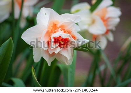 Huge inflorescences of daffodils of white color with a bright orange middle