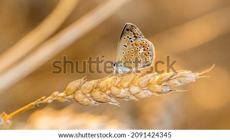 Golden ripe ears of wheat with butterfly on nature in summer field at sunset rays of sunshine, close-up macro, selective focus. Golden hour shot.