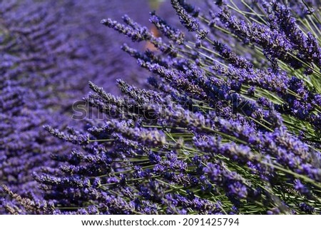 Lavender bright blooming flowers in color of the year 2022 blue very peri, Provence, France