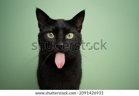 funny black cat sticking out long tongue looking at camera on green background with copy space