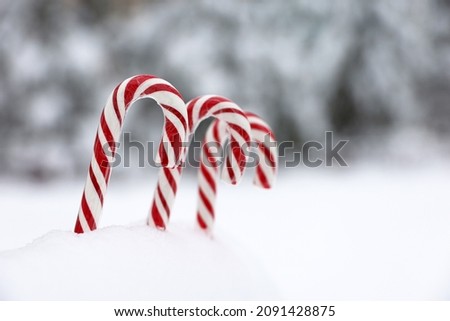 Christmas candy canes on the snow on blurred background of fir trees. Winter forest, New Year celebration