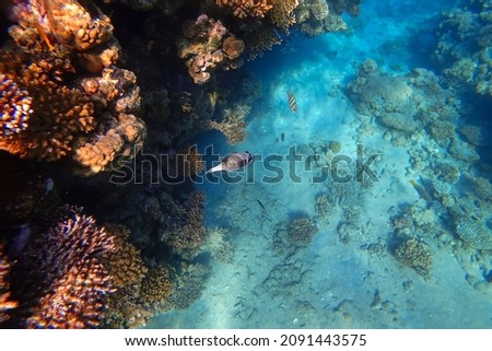 Amazing underwater world of the Red Sea in the distance, tropical fish swim at the bottom