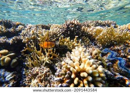 Amazing underwater world of the Red Sea beautiful colorful corals on the background of the blue abyss