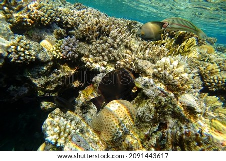 Amazing underwater world of the Red Sea close-up of tropical fish that swim under the surface