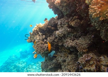Amazing underwater world of the Red Sea near huge corals colorful tropical fish swim on which the rays of the sun fall