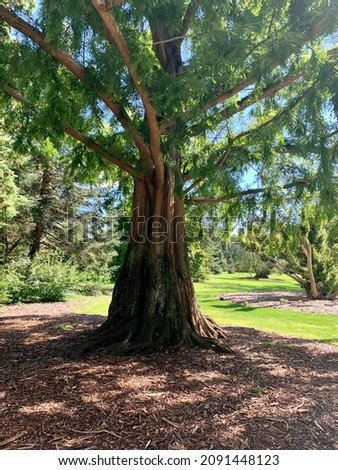 A close up image of a Dawn Redwood tree growing in the Bayard Arboretum. The reddish tree roots are raised above the ground and the trunk is very textured. The branches are full of small leaves.