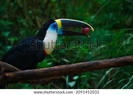 Close up of a colourful toucan sitting on a tree branch while eating a tropical grape in the jungle. Latin america wildlife and natural sanctuaries concept. Amazon rainforest fauna. Exotic bird.