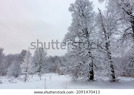 Beautiful winter landscape with field of white snow and forest on horizon on sunny frosty day