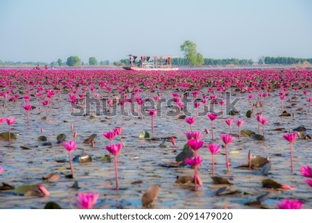 Red Lotus Sea, Bueng Boraphet, Nakhon Sawan Province, blooming, amazing pink, check-in point, Thailand