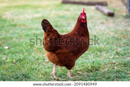 A rhode Island Red hen out in the field looking at the camera Royalty-Free Stock Photo #2091480949