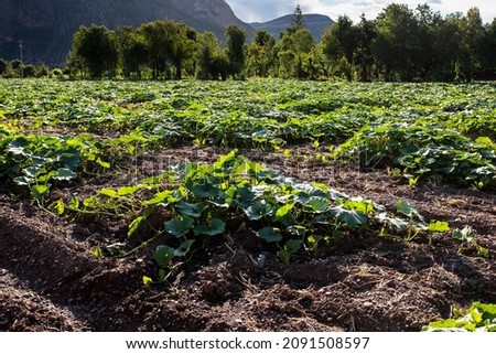 Pumpkin plantation in Peruvian Andes. Organic agriculture in the Sacred Valley, Peru.