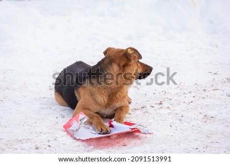Homeless dog on the street, lying in the snow.