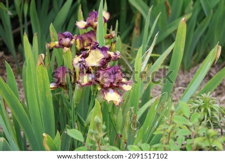 Close-up of a colorful iris in the garden