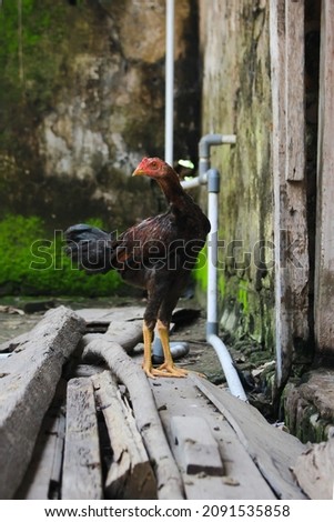 photo of young chicken alone in the farm yard